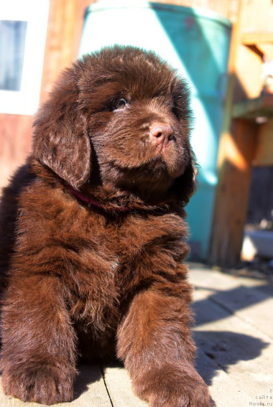 Фотография № 224069