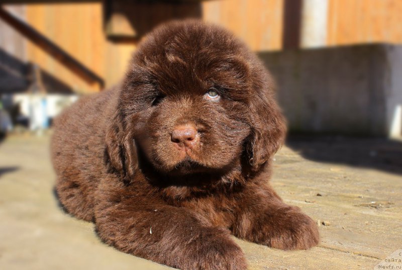 Фотография № 224070