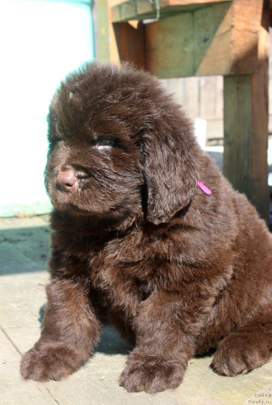 Фотография № 224071