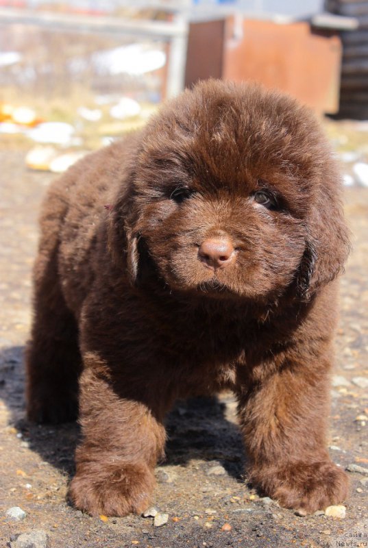 Фотография № 224072