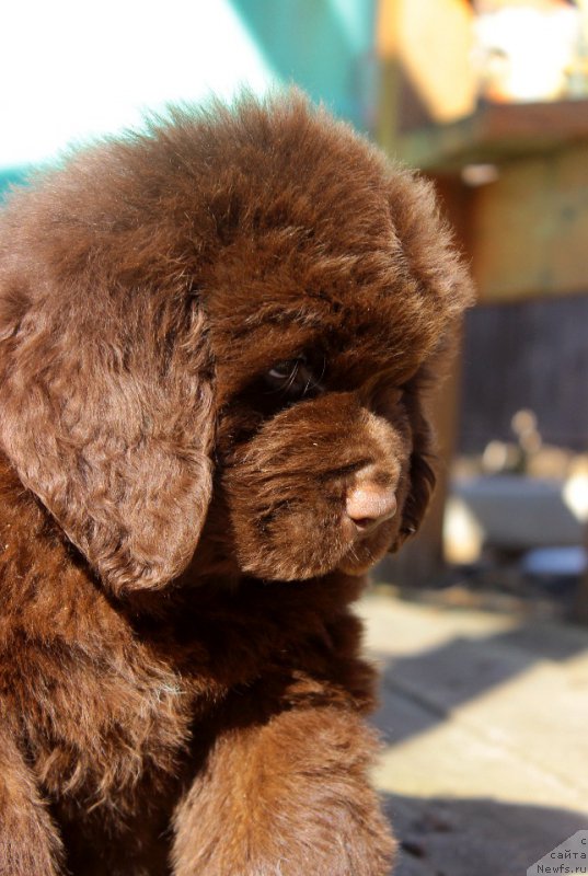 Фотография № 224073