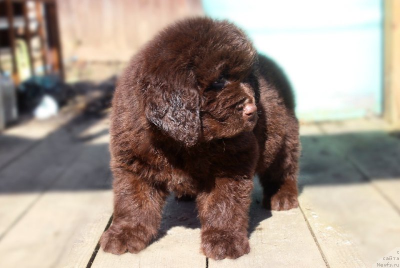 Фотография № 224074