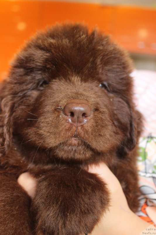 Фотография № 224076