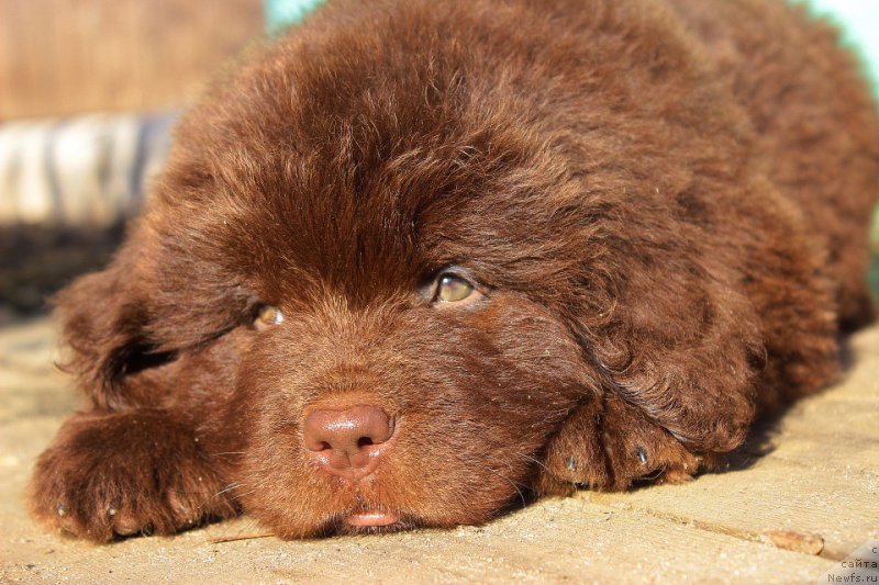 Фотография № 224077