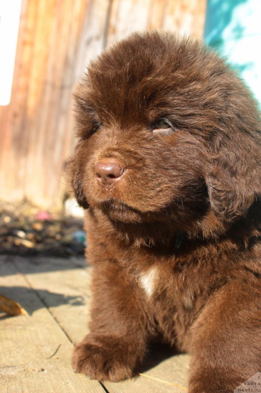 Фотография № 224079