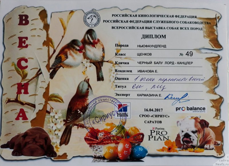 Фото: ньюфаундленд Черный Балу Лорд-Канцлер (Cherniy Balu Lord-Kantsler)