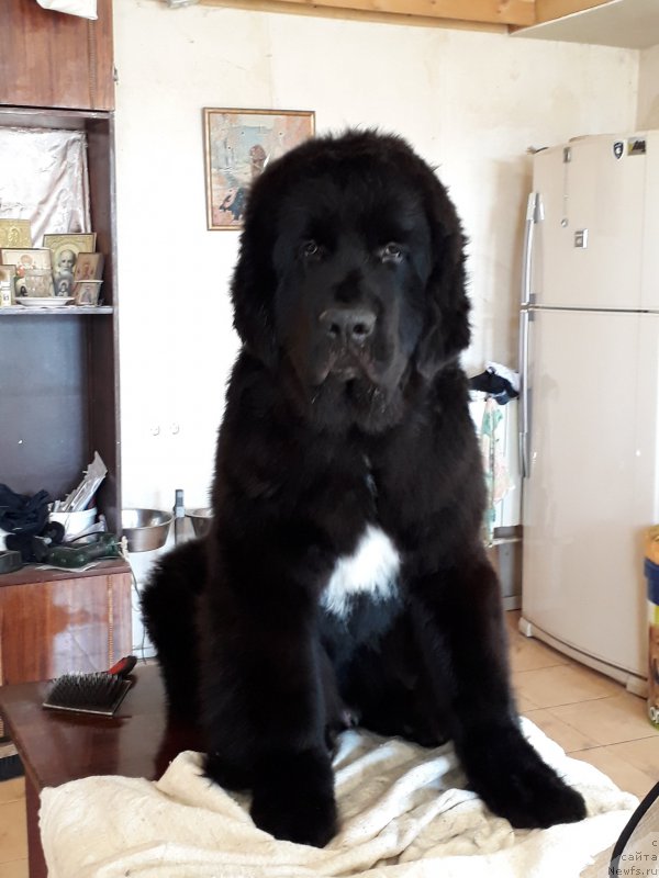Фото: ньюфаундленд Черный Балу Лорд-Канцлер (Cherniy Balu Lord-Kantsler)