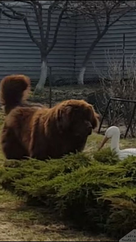 Фото: ньюфаундленд Браунблад МСК Бьярт Арчибальд