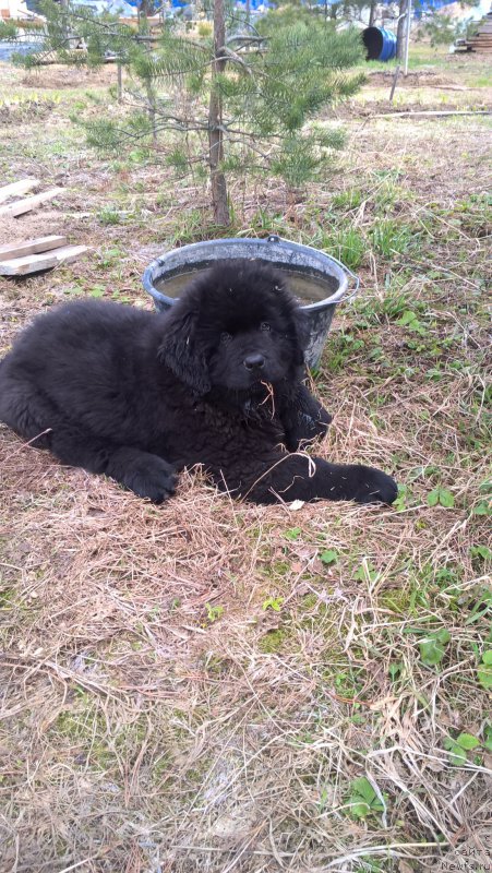 Фото: ньюфаундленд Инфант Форева Янг