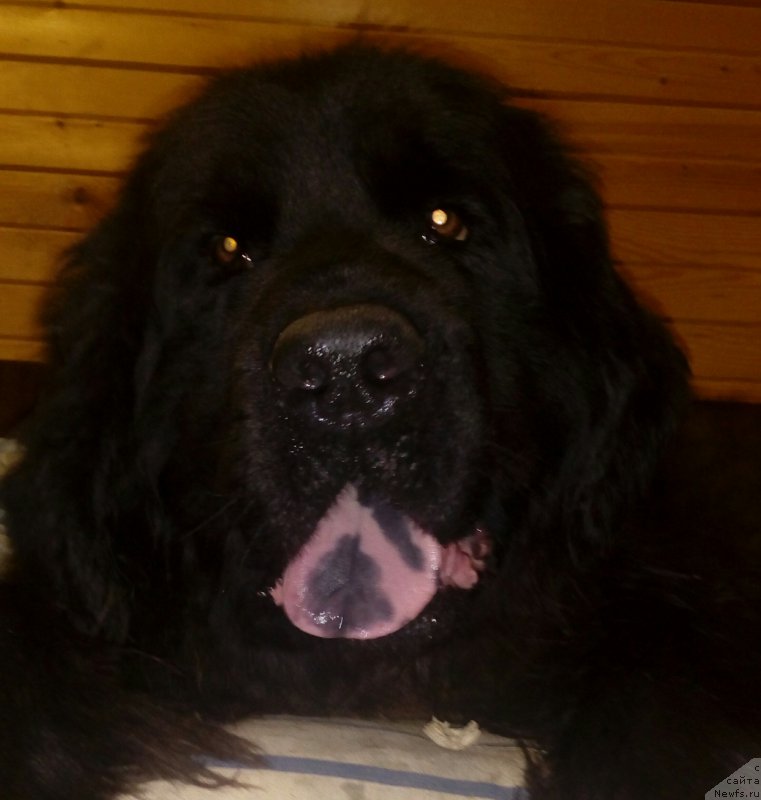 Фото: ньюфаундленд Фанньюф Эльфийская Фея