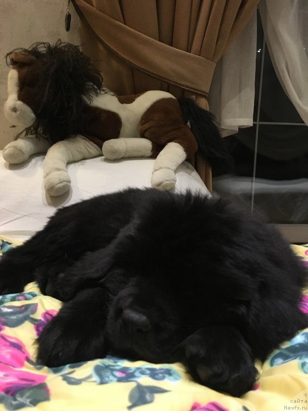 Фото: Halisa Sozvezdie Istini в новом доме