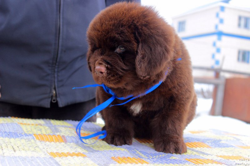 Фотография № 224100