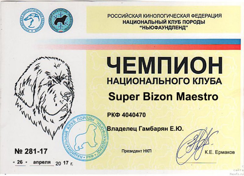 Фото: ньюфаундленд Супер Бизон Маэстро (Super Bizon Maestro)