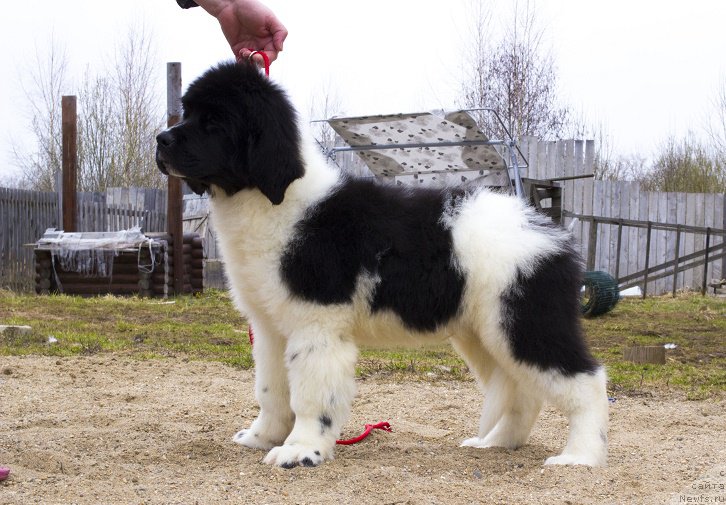 Фотография № 224111