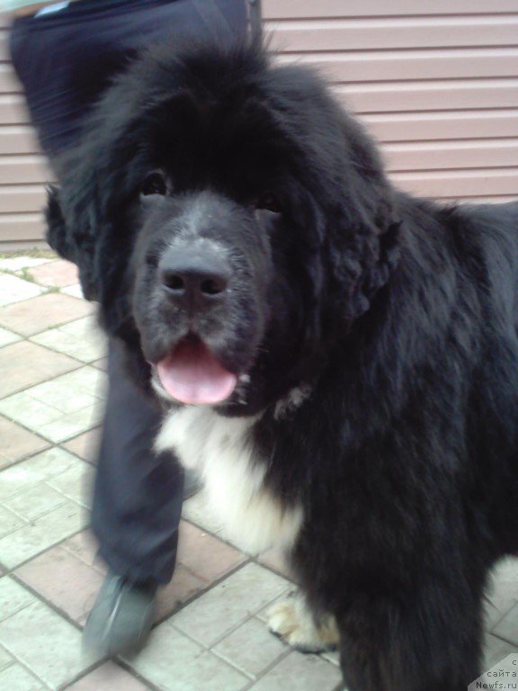 Фото: ньюфаундленд Зоренька Ясная от Сибирского Медведя