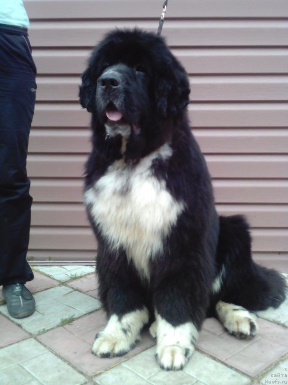 Фото: ньюфаундленд Зоренька Ясная от Сибирского Медведя