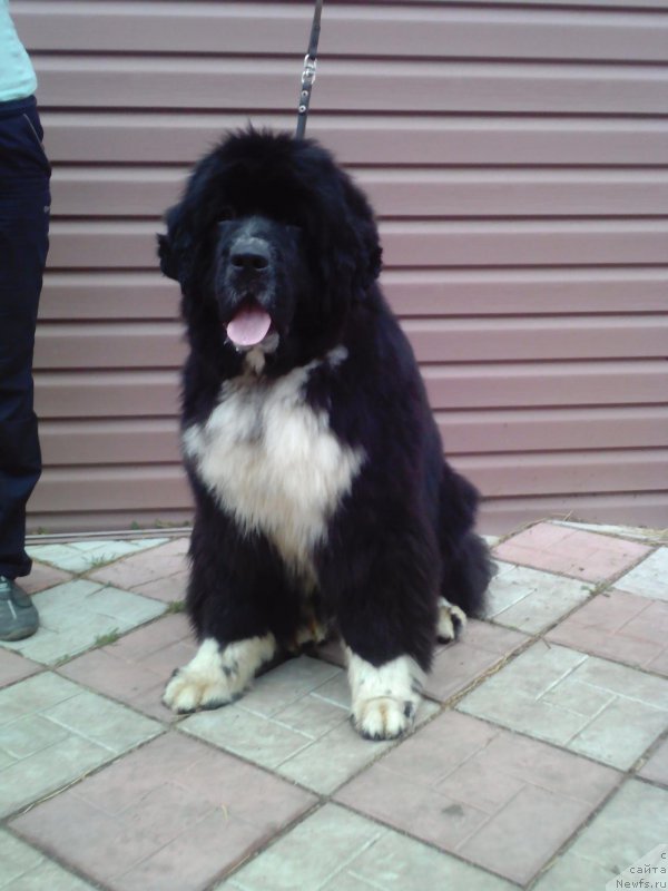 Фото: ньюфаундленд Зоренька Ясная от Сибирского Медведя