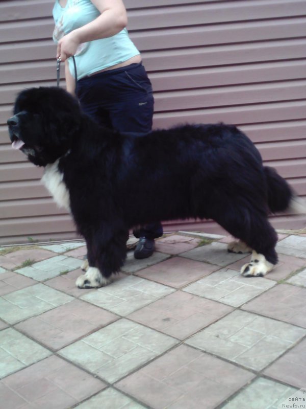 Фото: ньюфаундленд Зоренька Ясная от Сибирского Медведя