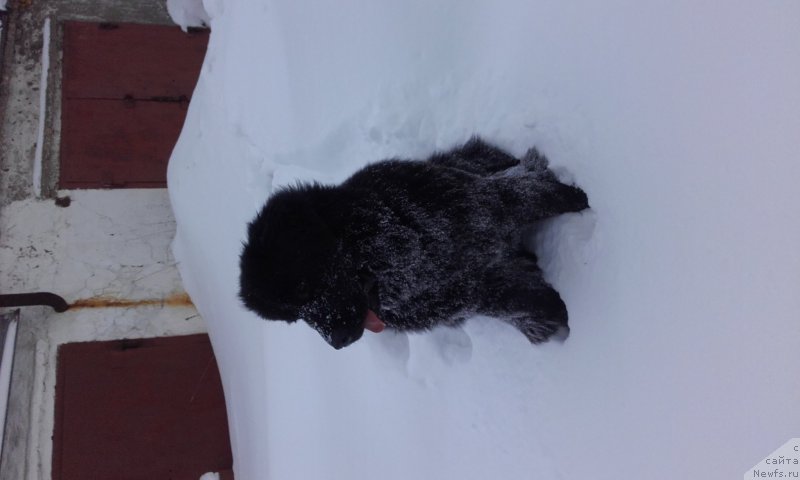 Фото: ньюфаундленд Арсэла Бьюти