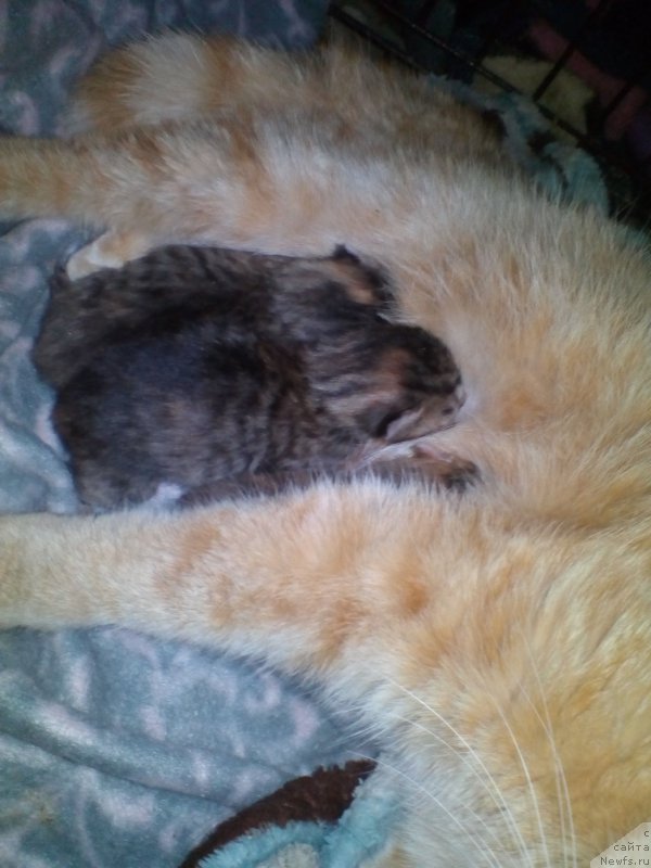 Фотография № 224125