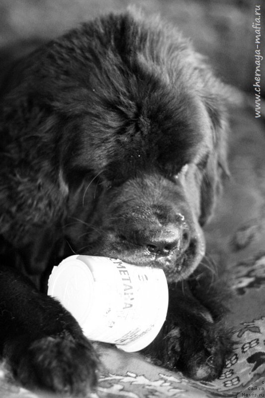 Фото: ньюфаундленд Черная Мафия Бекаусе И Ам Вортх Ит (Chernaya Mafia Because I Am Worth It)