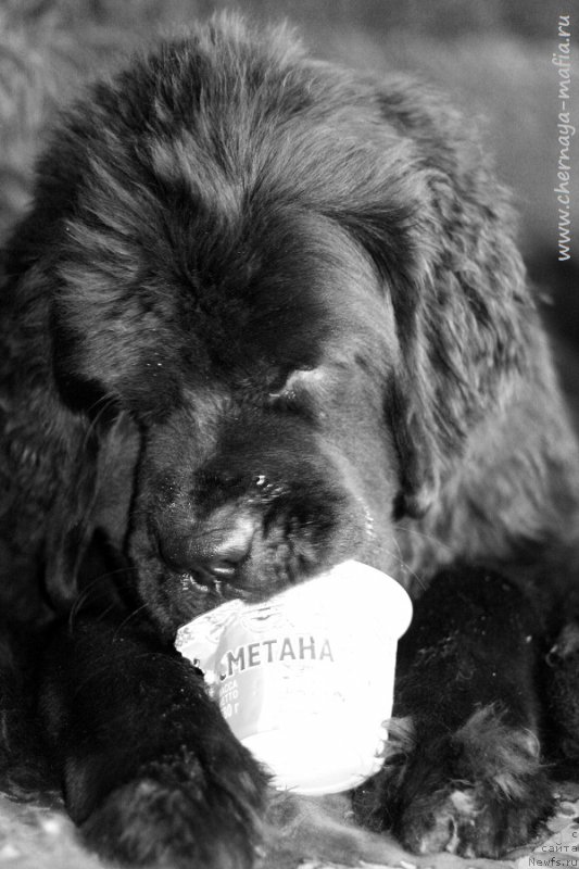 Фото: ньюфаундленд Черная Мафия Бекаусе И Ам Вортх Ит (Chernaya Mafia Because I Am Worth It)