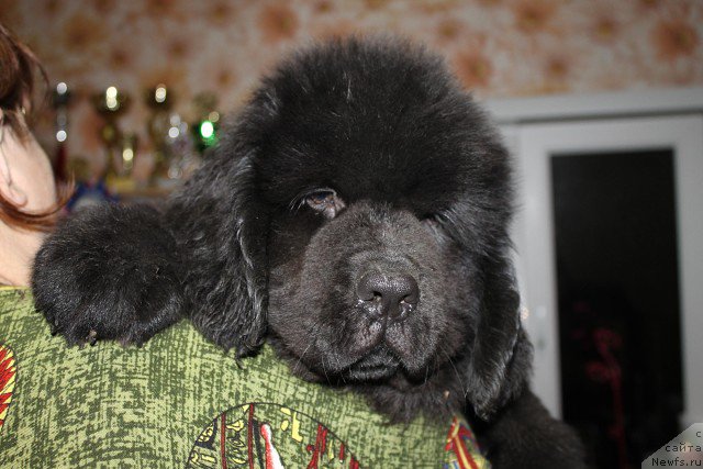 Фото: ньюфаундленд Имедж оф Грейтнес