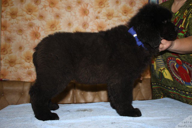 Фото: ньюфаундленд Имедж оф Грейтнес