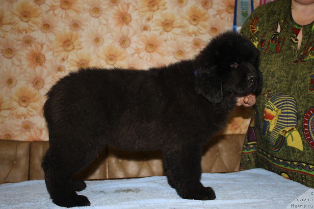 Фото: ньюфаундленд Имедж оф Грейтнес