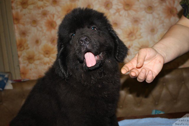 Фото: ньюфаундленд Имедж оф Грейтнес