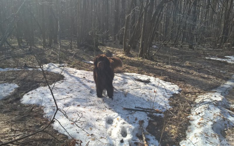 Фото: ньюфаундленд Браунблад МСК Жанара Хайя (Brownblood MSK Zhanara Haya)