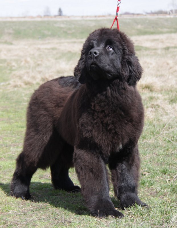 Фото: ньюфаундленд Аквиан Сонг Торнадо