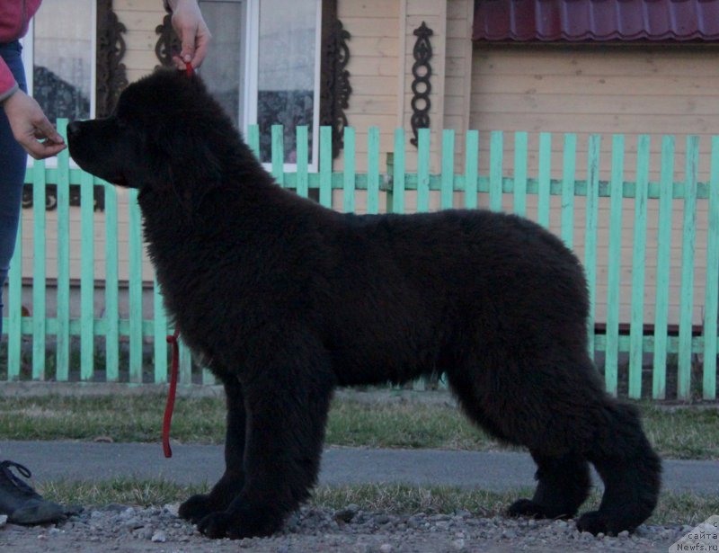 Фото: ньюфаундленд Аквиан Сонг Торнадо
