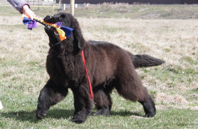 Фото: ньюфаундленд Аквиан Сонг Торнадо