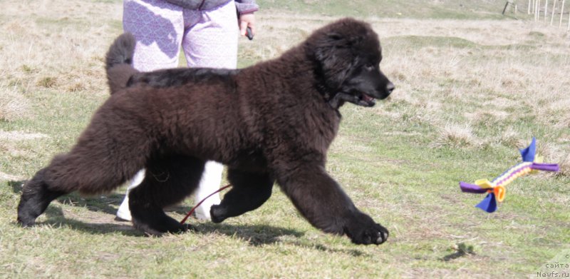 Фото: ньюфаундленд Аквиан Сонг Торнадо