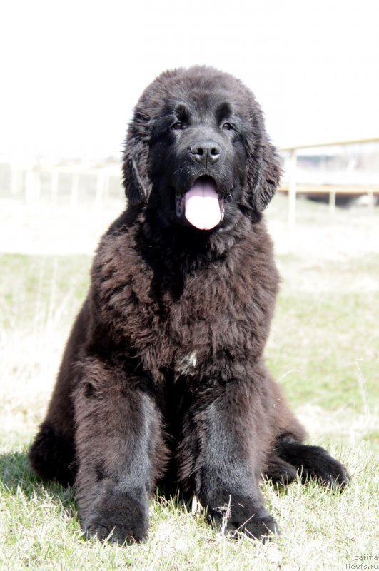 Фото: ньюфаундленд Аквиан Сонг Торнадо