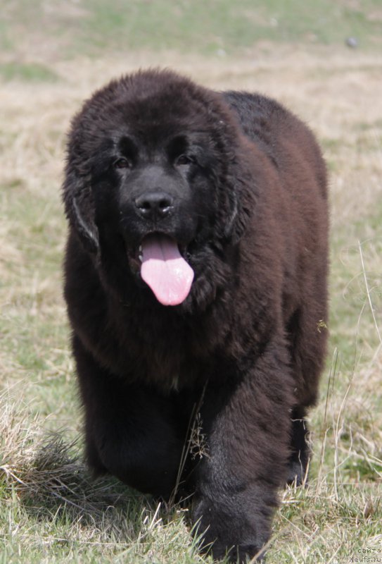 Фото: ньюфаундленд Аквиан Сонг Торнадо
