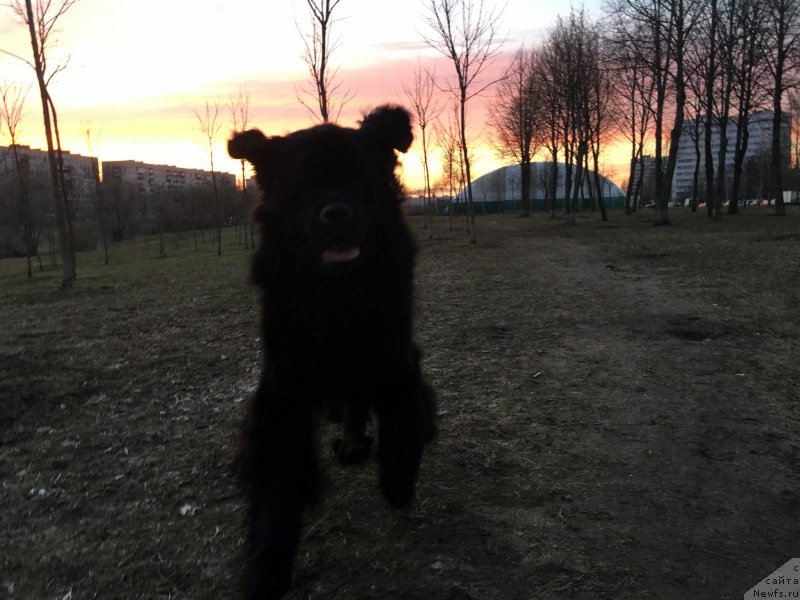 Фото: ньюфаундленд Белкондер-Клаб Бургунди Айс (Belkonder-Club Burgundy Ice)