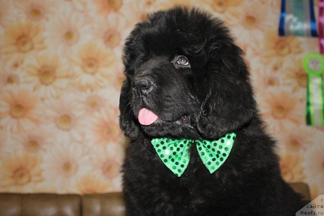 Фото: ньюфаундленд Интер Фоллоу зе Болл