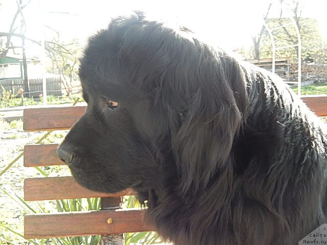 Фото: ньюфаундленд Shutka Share Bolshoj Malysh