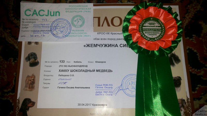 Фото: ньюфаундленд Хакку Шоколадный Медведь (Hakku Shokoladnyy Medved)