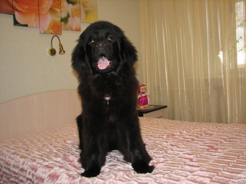 Фото: ньюфаундленд Козырный Туз с Берега Дона (Kozyrniy Tuz s Berega Dona)