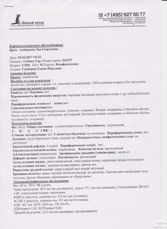 Фото: ньюфаундленд Супер Бизон Маэстро (Super Bizon Maestro)