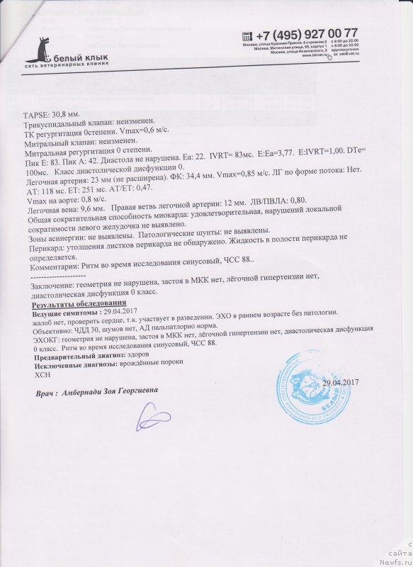 Фото: ньюфаундленд Супер Бизон Маэстро (Super Bizon Maestro)