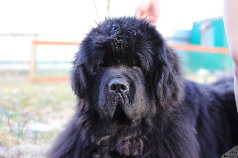 Фото: ньюфаундленд Callistos to Russia With Love