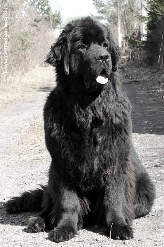 Фото: ньюфаундленд Черная Мафия Бекаусе И Ам Вортх Ит (Chernaya Mafia Because I Am Worth It)