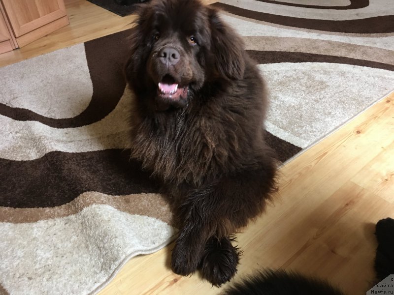 Фото: ньюфаундленд Ньюфорт Васаби