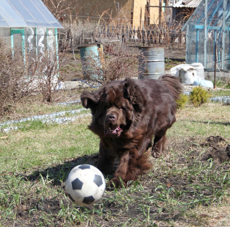 Фото: ньюфаундленд Ньюфорт Ваше Величество Брабус