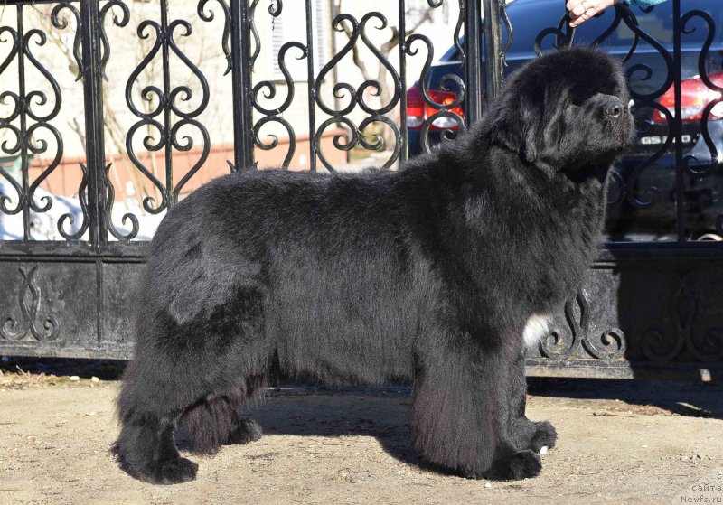 Фото: ньюфаундленд Black Clouds Keep My Soul