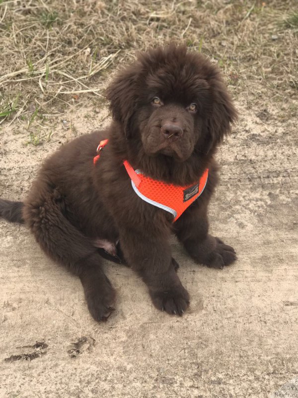 Фото: ньюфаундленд Браунблад МСК Ларчи Ардон (Brownblood MSK Larchie Ardon)